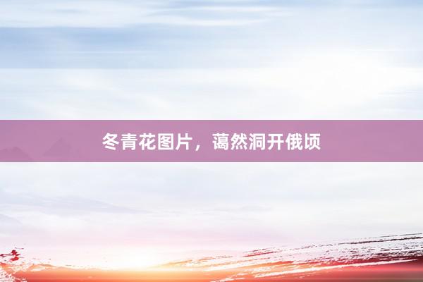 冬青花图片，蔼然洞开俄顷